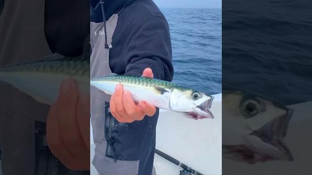 Asians aren’t the only ones who eat this fish #shorts #fishing Asians aren’t the only ones who eat this fish #shorts #fishing