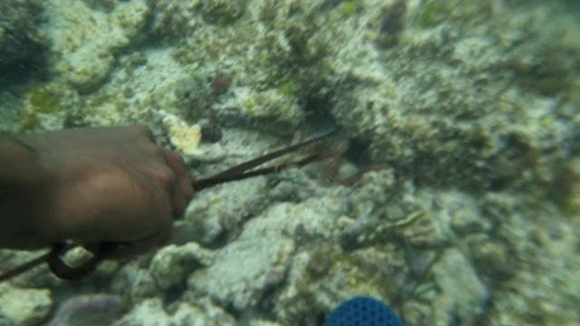 Lakshadweep octopus catching Lakshadweep octopus catching