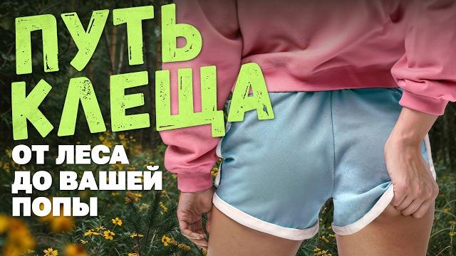 Путь клеща: от рождения до вашей попы Путь клеща: от рождения до вашей попы
