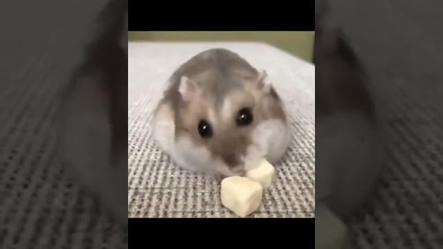 Смешные хомяки Смешные хомяки