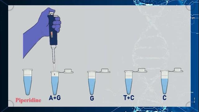 Maxam–gilbert dna sequencing method animation Maxam–gilbert dna sequencing method animation