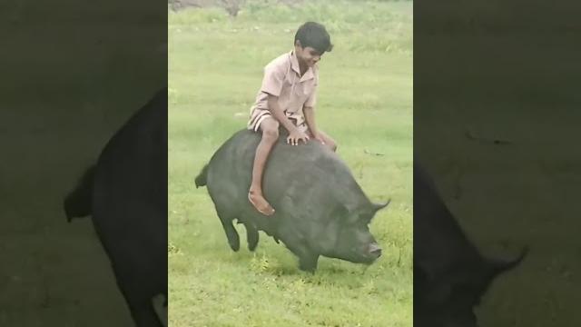 Vidio kocak naik babi #kocak #lucuabis #viral Vidio kocak naik babi #kocak #lucuabis #viral