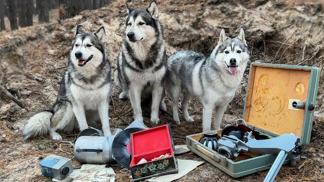 Собаки откопали старинный клад в лесу / хаски нашел золото Собаки откопали старинный клад в лесу / хаски нашел золото