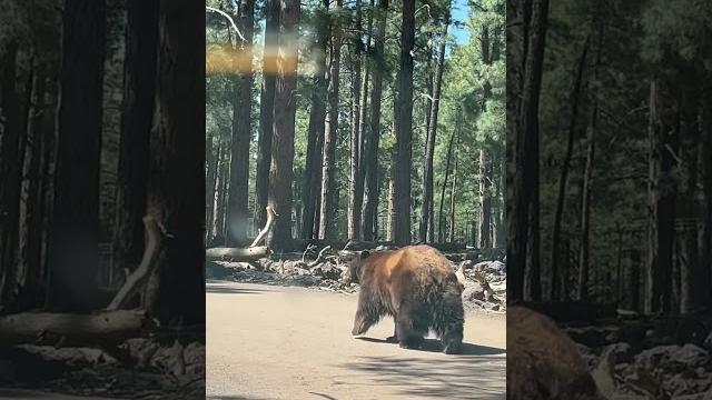 Big black bear on the street #video #viral #trending #youtube #youtubeshorts #shorts#animals#travel Big black bear on the street #video #viral #trending #youtube #youtubeshorts #shorts#animals#travel