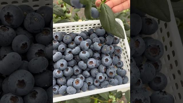 #huertos #berries #beautiful #love #berry #blckk #love #farmer #newzealand #pilpres2024 #china #rose #huertos #berries #beautiful #love #berry #blckk #love #farmer #newzealand #pilpres2024 #china #rose
