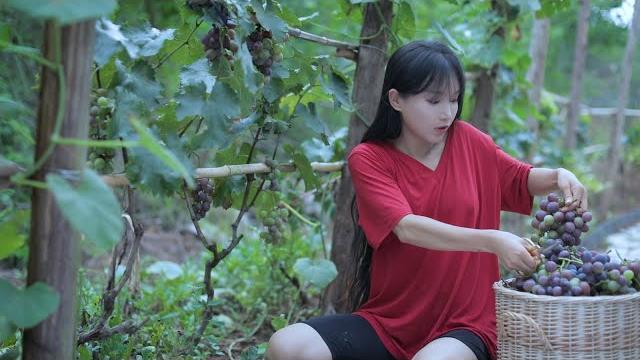 A pot of wine among watermelon fields.so…the life of watermelons and grapes? 丨liziqi channel A pot of wine among watermelon fields.so…the life of watermelons and grapes? 丨liziqi channel