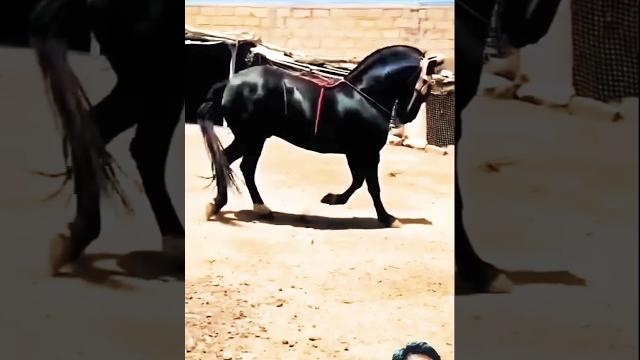 Beautiful biggest black horse riding training zuljinah horse #horseridingschool #horse #sterstal Beautiful biggest black horse riding training zuljinah horse #horseridingschool #horse #sterstal