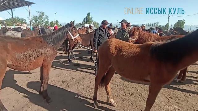 Жылкы, тайлардын баасы каракол мал базар 8 май 2022 Жылкы, тайлардын баасы каракол мал базар 8 май 2022