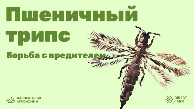 Пшеничный трипс. борьба с вредителем Пшеничный трипс. борьба с вредителем