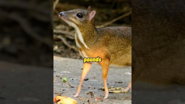 The mouse-deer #shorts #animalfacts #mousedeer The mouse-deer #shorts #animalfacts #mousedeer