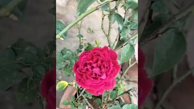 Desi rose pink Desi rose pink