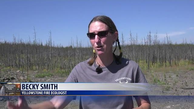 3 decades after north fork blaze: fire an agent of change and growth in yellowstone national park 3 decades after north fork blaze: fire an agent of change and growth in yellowstone national park