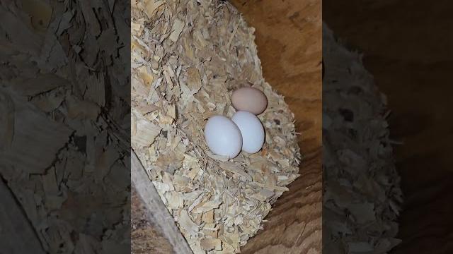 Collecting eggs 5/26/25 #chicken #freerangeeggs #chickeneggs #chickencoop #farm #farming #eggs #egg Collecting eggs 5/26/25 #chicken #freerangeeggs #chickeneggs #chickencoop #farm #farming #eggs #egg