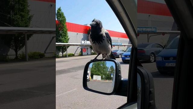 Умная ворона Умная ворона