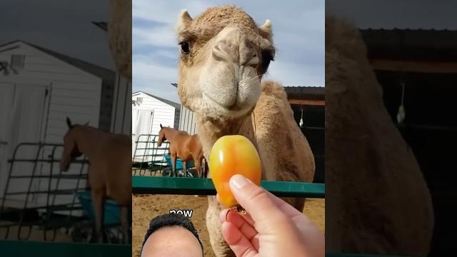 Rescued baby camel #animals #camel #cute #pet #love #heartwarming #trending #greenscreen #shorts Rescued baby camel #animals #camel #cute #pet #love #heartwarming #trending #greenscreen #shorts