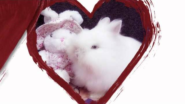 Clover , my woody toy bunny Clover , my woody toy bunny