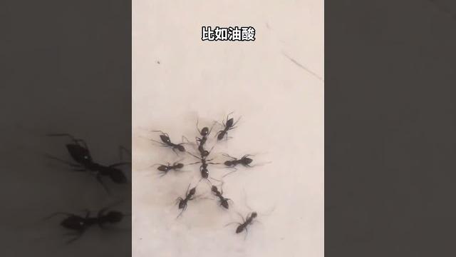 螞蟻的家法處置方式!#趣聞 螞蟻的家法處置方式!#趣聞
