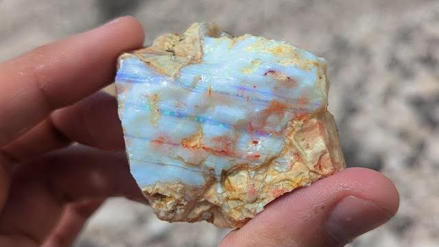 Opals everywhere! hunting for precious opal, obsidian, and rhyolite at the spencer opal mine! Opals everywhere! hunting for precious opal, obsidian, and rhyolite at the spencer opal mine!