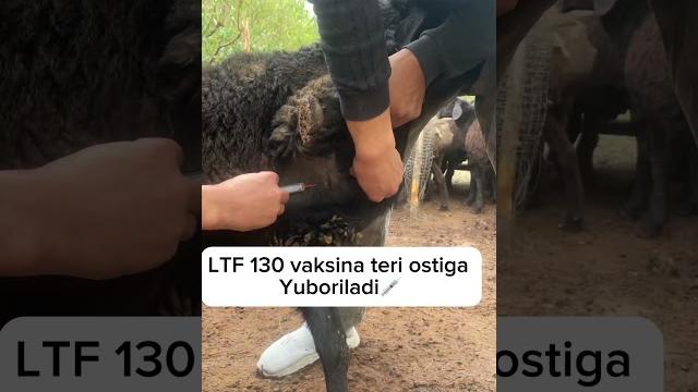 Qoʻtir kasalligini davolash️ #chorvaolami #veterinary #bozorolami2023 #davolash #sardoruz Qoʻtir kasalligini davolash️ #chorvaolami #veterinary #bozorolami2023 #davolash #sardoruz