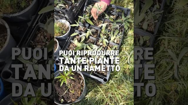 Come riprodurre piante per talea Come riprodurre piante per talea