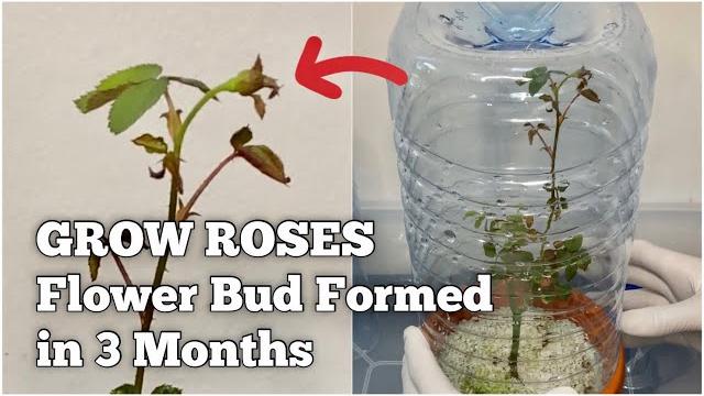 How to grow roses from bouquet cuttings at home? (sneak peek) How to grow roses from bouquet cuttings at home? (sneak peek)