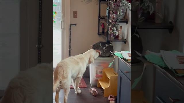 Loving cat licking a golden retriever dog Loving cat licking a golden retriever dog