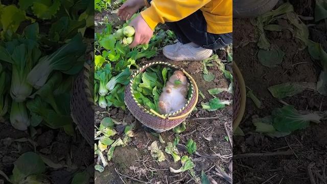 Soo cute ️️#viral#youtube#video Soo cute ️️#viral#youtube#video