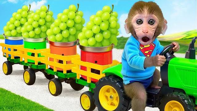 Singe bon bon récolte du raisin dans la ferme et prépare de délicieuses gelées colorées Singe bon bon récolte du raisin dans la ferme et prépare de délicieuses gelées colorées