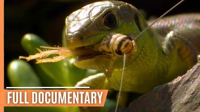 The fascinating world of insects | full documentary The fascinating world of insects | full documentary