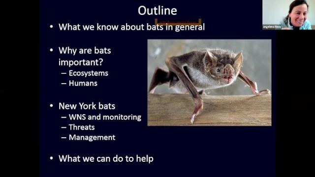 Dec's angie ross talks about bats in ny Dec's angie ross talks about bats in ny