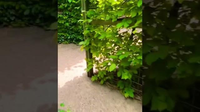 Зеркальный лабиринт Зеркальный лабиринт