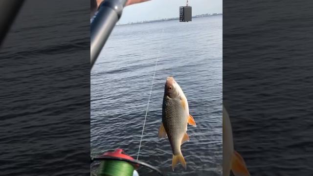 #fishing #рыбалканафидер #питер #рыбалка #fishing #рыбалканафидер #питер #рыбалка