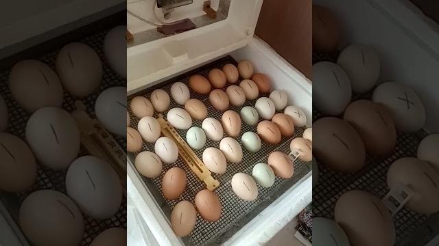 9 день инкубации куриных яиц. охлаждение. 9 день инкубации куриных яиц. охлаждение.