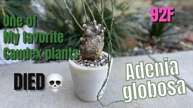 324: the good, bad & ugly of plant keeping | my adenia globosa died + fall? it's 92f today! 324: the good, bad & ugly of plant keeping | my adenia globosa died + fall? it's 92f today!