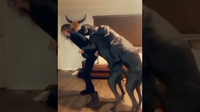 One girl with two dogs , doggy style position One girl with two dogs , doggy style position