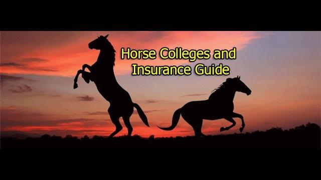 Pony horse breed with mustang breed Pony horse breed with mustang breed