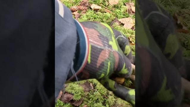 Весь лес пахнет опятами!!! Весь лес пахнет опятами!!!
