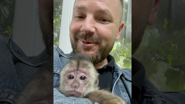 Осмотр капуцина финика. Осмотр капуцина финика.