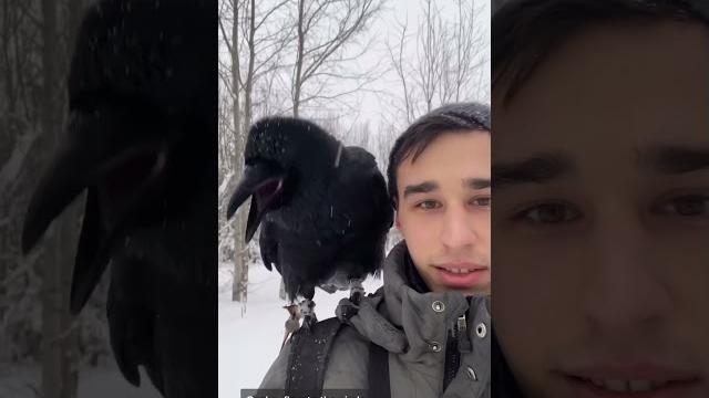 Вторая часть команд для ворона Вторая часть команд для ворона