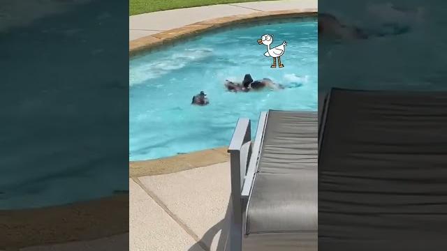 Ducklings pool party vibes #nature #duck #fun Ducklings pool party vibes #nature #duck #fun