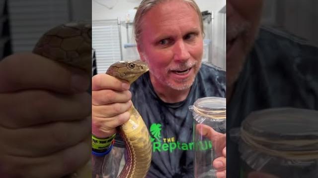 King cobra venom milking! #shorts King cobra venom milking! #shorts