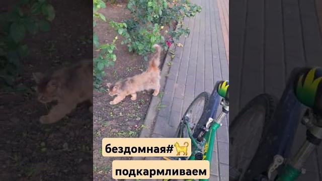 Бездомная#кошечка#тихорецк#парк#аллея# Бездомная#кошечка#тихорецк#парк#аллея#