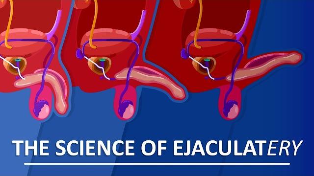 Behind the sperm and ejaculation Behind the sperm and ejaculation