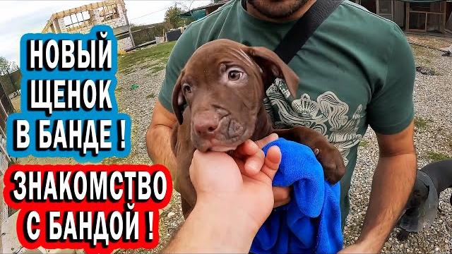 Знакомство с новым щенком питбуля !!! банда в шоке !!! купить щенка питбуля питомник dragon life Знакомство с новым щенком питбуля !!! банда в шоке !!! купить щенка питбуля питомник dragon life