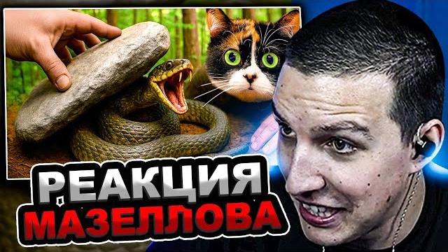 Мазеллов смотрит slivkishow - я перевернул 100 камней в лесу, и вот что там нашел | реакция мазелова Мазеллов смотрит slivkishow - я перевернул 100 камней в лесу, и вот что там нашел | реакция мазелова