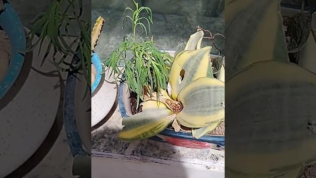 Kochia | #kochia #trending #garden #gardening #greenlove #nature #naturelovers #youtubeshorts #viral Kochia | #kochia #trending #garden #gardening #greenlove #nature #naturelovers #youtubeshorts #viral