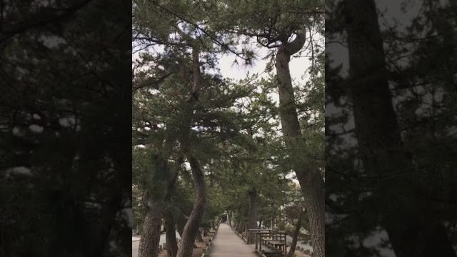 Miho no matsubara Miho no matsubara