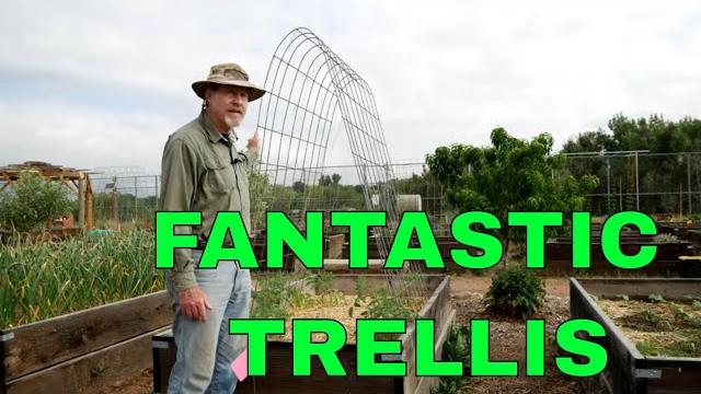 The best tomato trellis The best tomato trellis