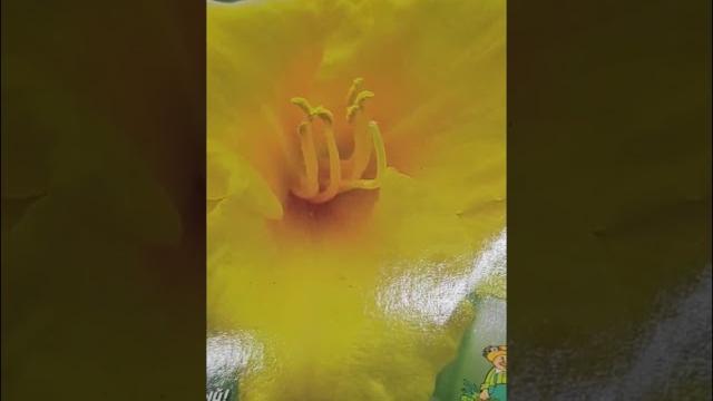 Топ-3 любимых и лучших сорта ночных лилейников для сада. неприхотливые многолетники для сада. Топ-3 любимых и лучших сорта ночных лилейников для сада. неприхотливые многолетники для сада.