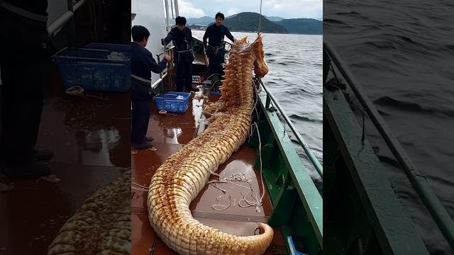 Giant sea creatures caught! unbelievable finds!#giantseacreatures #fishingadventure Giant sea creatures caught! unbelievable finds!#giantseacreatures #fishingadventure